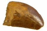 Serrated, Carcharodontosaurus Tooth - Feeding Worn Tip #308369-1